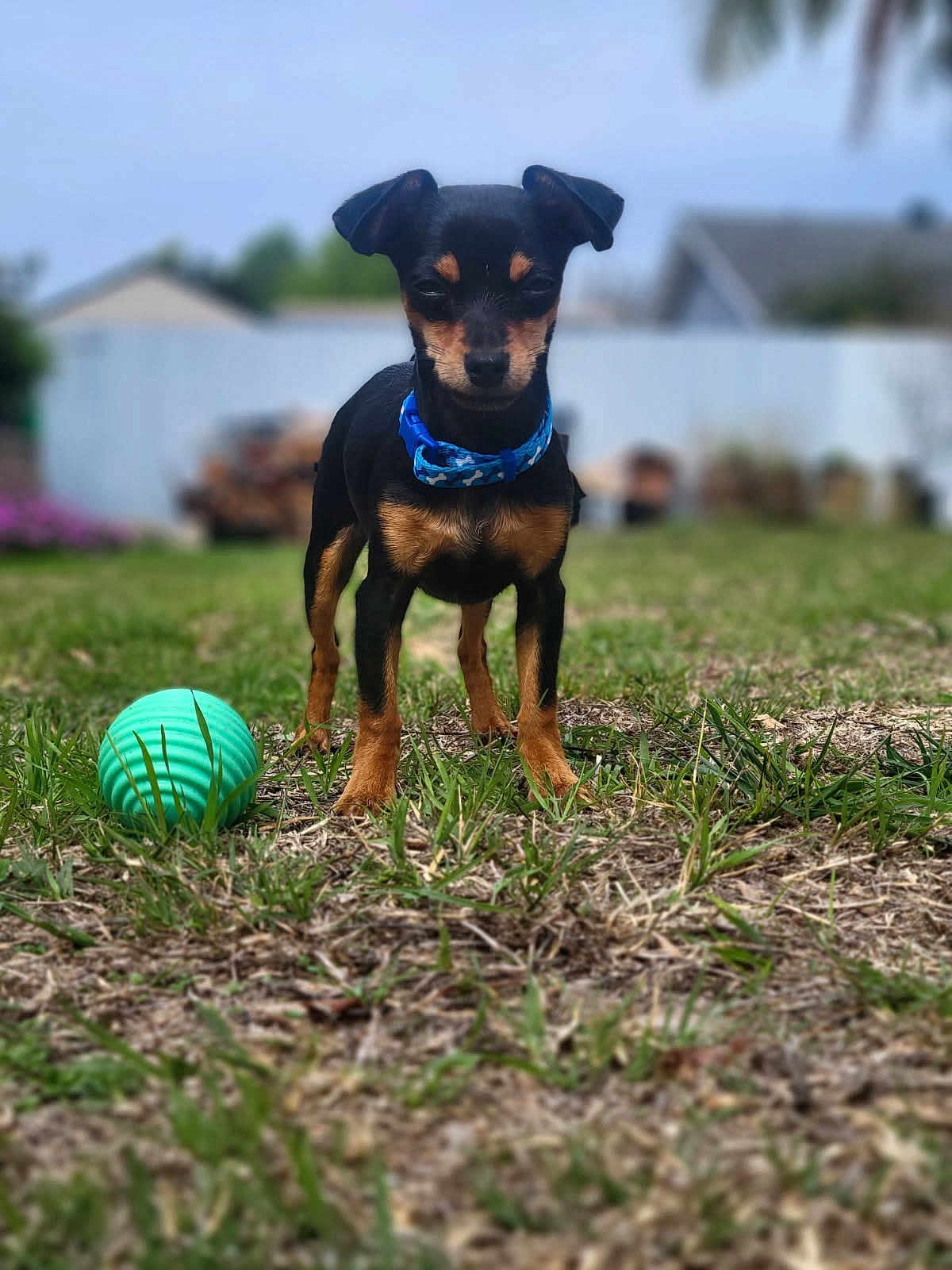 Bean joined the competition — help win amazing prizes! dog, puppy, grass, ball, collar, outdoor, pet, yard, fence, small_dog, black_dog, tan_dog, playful, animal, canine, summer, nature, garden, cute, alert
