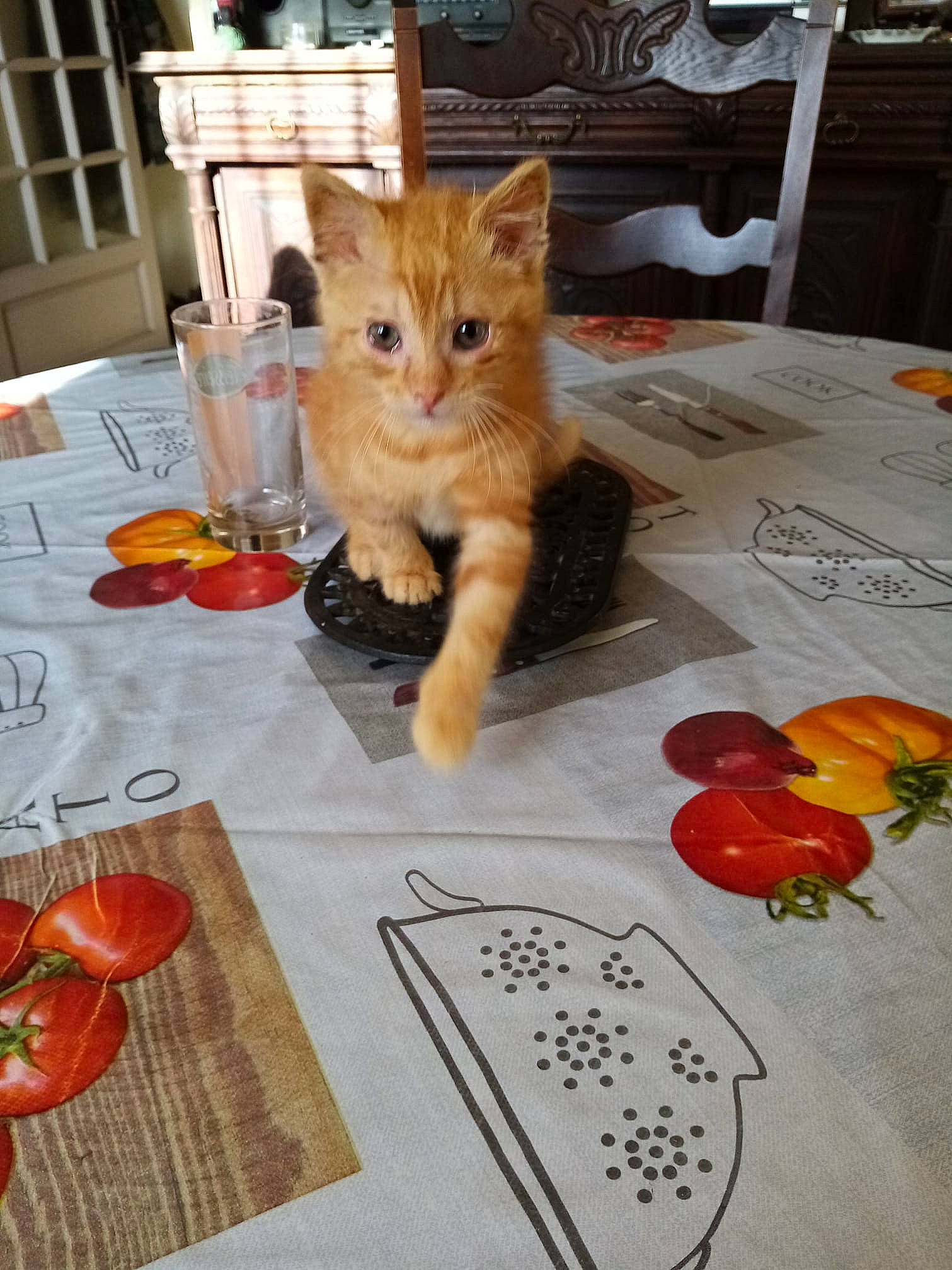 Paco a rejoint le concours — aidez-le/la à gagner de superbes lots ! carnivore, cat, domestic_short_haired_cat, european_shorthair, felidae, food, fruit, kitten, plant, pumpkin, small_to_medium_sized_cats, tabby_cat, tomato, whiskers