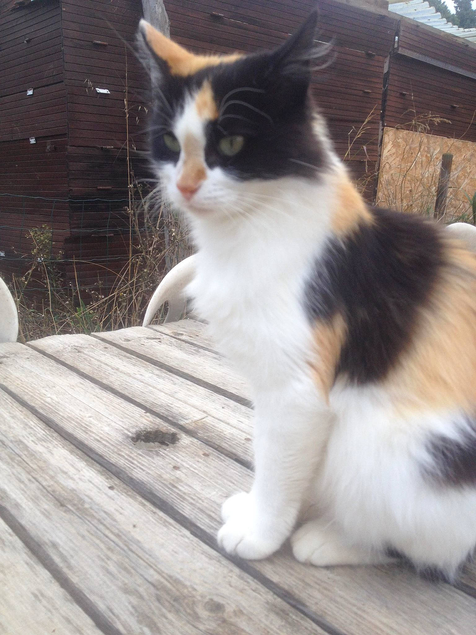 Lucy a rejoint le concours — aidez-le/la à gagner de superbes lots ! aegean_cat, american_wirehair, carnivore, cat, domestic_long_haired_cat, domestic_short_haired_cat, european_shorthair, eye, fawn, felidae, fur, kitten, mammal, norwegian_forest_cat, polydactyl_cat, ragamuffin, small_to_medium_sized_cats, tail, whiskers