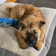 Ace participe au concours pour gagner de l'argent avec cette photo : animal, bed, beige, brown, canine, collar, comfort, cozy, cute, dog, floor, fluffy, fur, indoor, lying_down, pet, playful, puppy, resting, toy