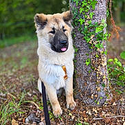 Ace participe au concours pour gagner de l'argent avec cette photo : dog, puppy, leash, tree, ivy, forest, outdoor, nature, grass, leaves, brown_coat, black_muzzle, sitting, playful, tongue_out, pet, canine, young_dog, fur, animal