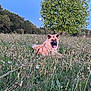 Ace a rejoint le concours — aidez-le/la à gagner de superbes lots ! dog, grass, tree, sky, moon, nature, flower, outdoor, pet, animal, field, canine, summer, greenery, happy, tongue, fur, leash, meadow, peaceful