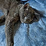 cat, gray_cat, feline, pet, animal, fur, paw, relaxing, resting, blue_blanket, soft_texture, indoor, closeup, sleepy, whiskers, ears, nose, stretched_out, cozy, comfortable