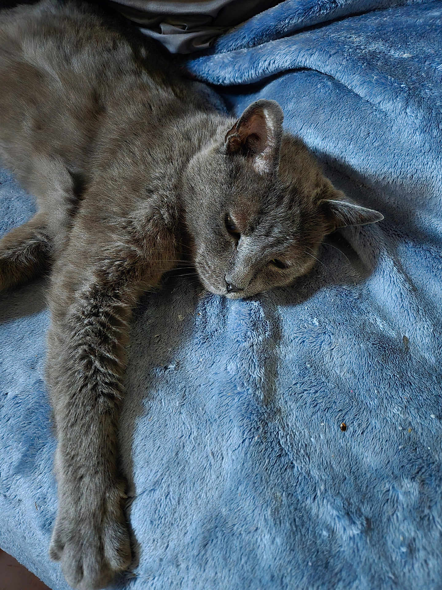 Gray is registered to the contest to win money with this photo: cat, gray_cat, feline, pet, animal, fur, paw, relaxing, resting, blue_blanket, soft_texture, indoor, closeup, sleepy, whiskers, ears, nose, stretched_out, cozy, comfortable