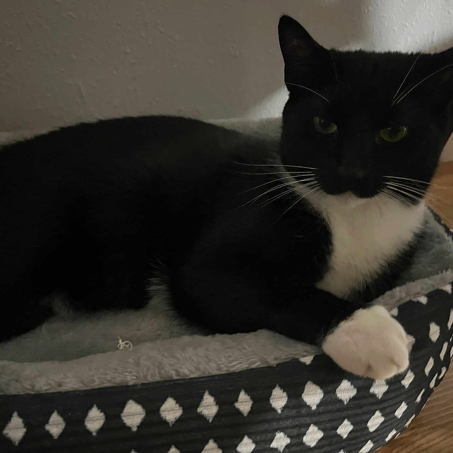 Guppy is registered to the contest to win money with this photo: animal, black_and_white, calm, cat, cozy, cute, domestic_animal, feline, floor, house_pet, indoor, paw, pet_bed, quiet, relaxed, resting, sleepy, tuxedo_cat, wall, whiskers