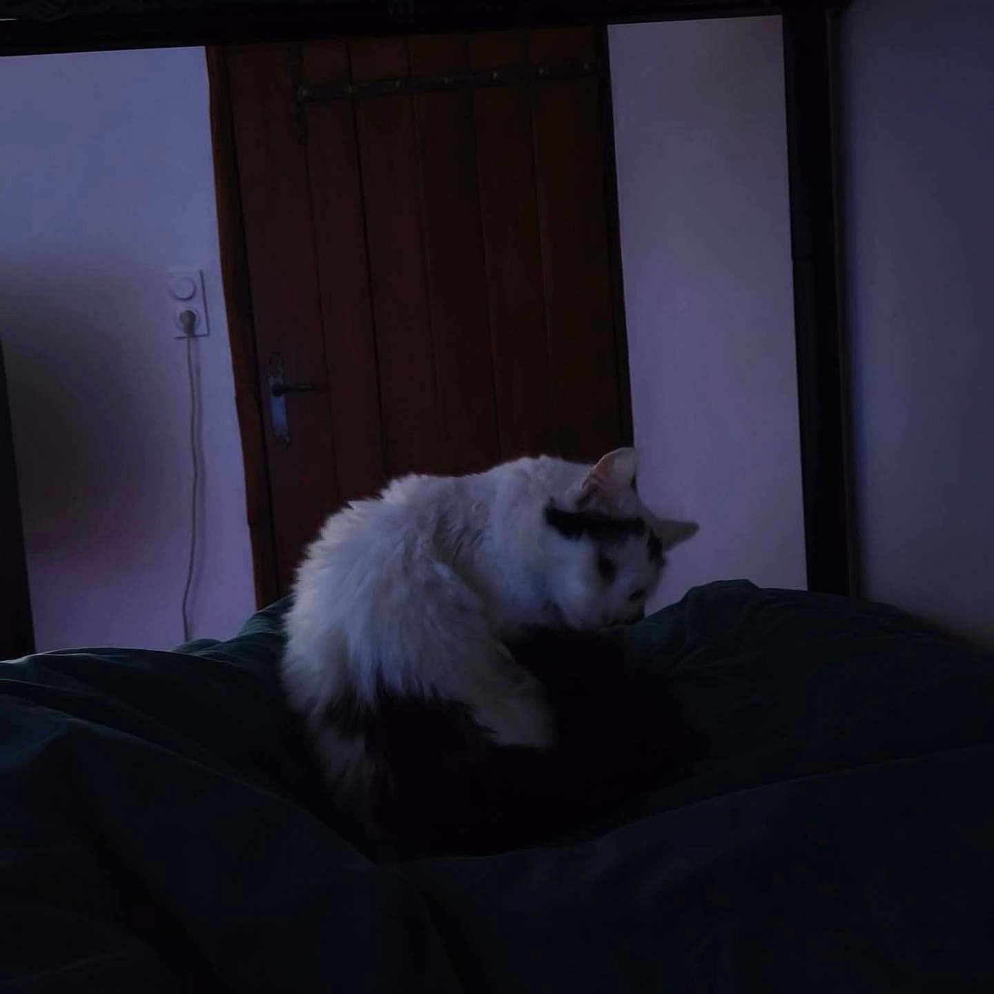 Bella