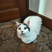 Bella participe au concours pour gagner de l'argent avec cette photo : cat, animal, pet, feline, white_fur, black_markings, green_eyes, floor, stone_floor, door, wooden_door, wall, indoor, curious, sitting, fur, whiskers, ears, closeup, domestic