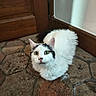 cat, animal, pet, feline, white_fur, black_markings, green_eyes, floor, stone_floor, door, wooden_door, wall, indoor, curious, sitting, fur, whiskers, ears, closeup, domestic