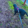 dog, black_dog, leash, harness, grass, dirt, street, sidewalk, outdoor, pet, walking, canine, road, urban, nature, greenery, curious, daylight, animal, pavement