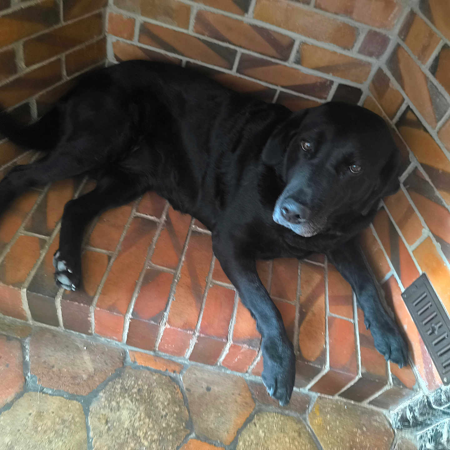 Maliya participe au concours pour gagner de l'argent avec cette photo : dog, black_dog, pet, brick_wall, tile_floor, corner, resting, indoors, animal, canine, laying_down, paw, snout, fur, eyes, quiet, relaxed, home, cozy, portrait