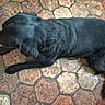 Maliya participe au concours pour gagner de l'argent avec cette photo : dog, black_dog, lying_down, floor, hexagonal_tiles, tile_floor, pet, animal, fur, resting, indoor, texture, brown_tiles, home, cozy, top_view, canine, quiet, relaxed, domestic