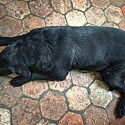 Maliya participe au concours pour gagner de l'argent avec cette photo : dog, black_dog, lying_down, resting, floor, hexagonal_tiles, stone_floor, indoor, pet, animal, canine, sleeping, relaxed, fur, paws, snout, quiet, calm, home, texture