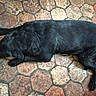 dog, black_dog, lying_down, resting, floor, hexagonal_tiles, stone_floor, indoor, pet, animal, canine, sleeping, relaxed, fur, paws, snout, quiet, calm, home, texture