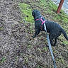 dog, black_dog, leash, harness, muddy_ground, grass, tree, road, car, sidewalk, urban, outdoor, pet, animal, walking, curious, nature, daytime, street, exploring