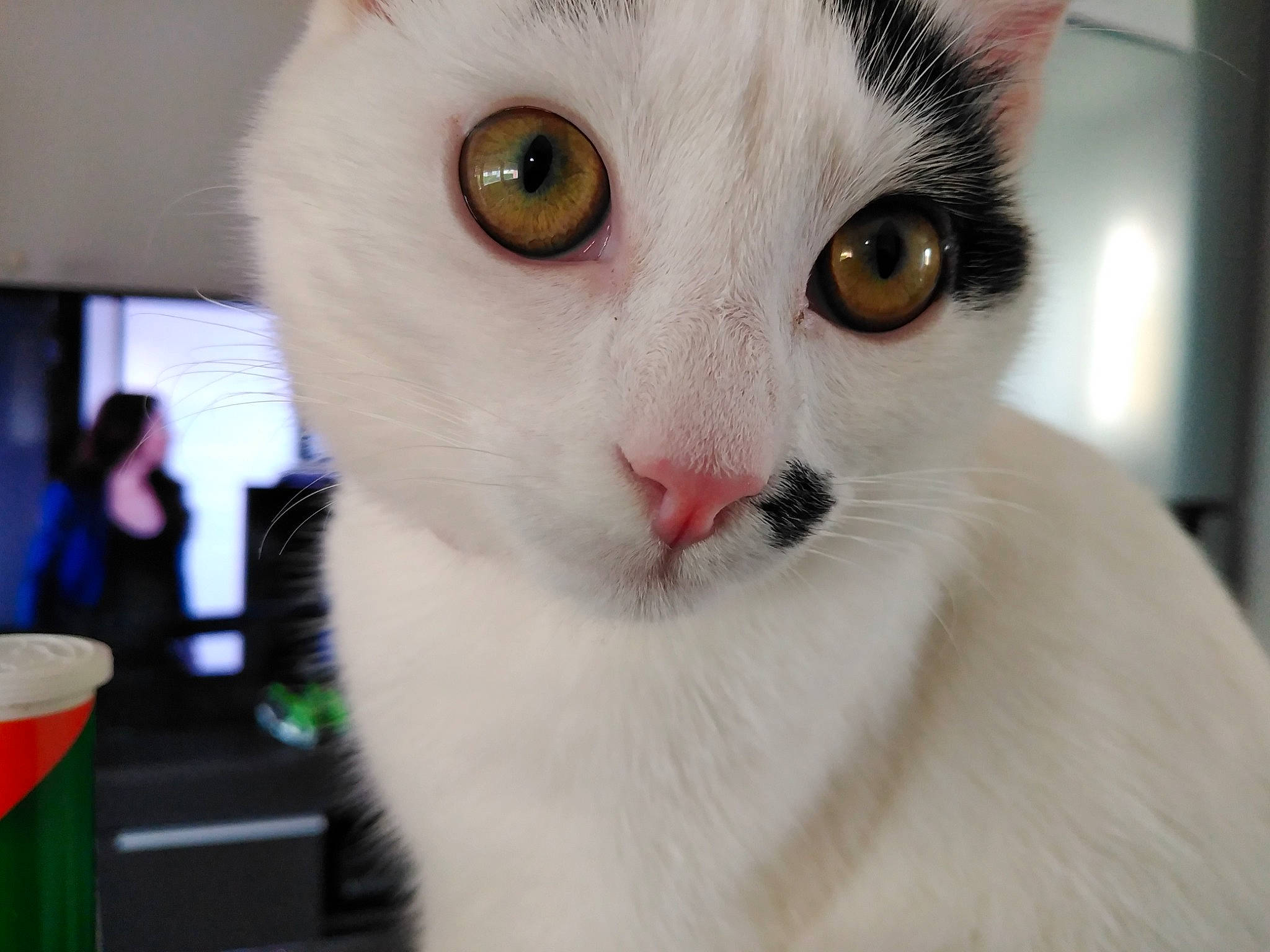 Cloclo a rejoint le concours — aidez-le/la à gagner de superbes lots ! aegean_cat, burmilla, carnivore, cat, domestic_short_haired_cat, eye, felidae, fur, head, javanese, khao_manee, mammal, nose, organ, small_to_medium_sized_cats, snout, turkish_angora, turkish_van, vertebrate, whiskers