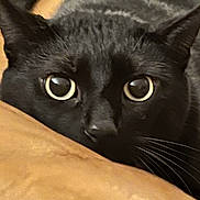 Blackie is registered to the contest to win money with this photo: animal, black_cat, cat, close_up, closeup, curious, cute, domestic_animal, ears, eyes, feline, fur, indoor, looking, muzzle, pet, portrait, resting, soft_surface, whiskers