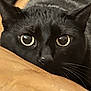 animal, black_cat, cat, close_up, closeup, curious, cute, domestic_animal, ears, eyes, feline, fur, indoor, looking, muzzle, pet, portrait, resting, soft_surface, whiskers