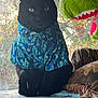 Blackie is registered to the contest to win money with this photo: animal, animal_face, black_cat, blanket, cat, clothing, cozy, cute, dinosaur_toy, domestic_cat, furniture, hawaiian_shirt, home, indoor, pet, portrait, shirt, sitting, stuffed_animal, window