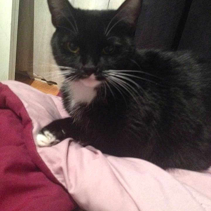 Bisoune joined the competition — help win amazing prizes!