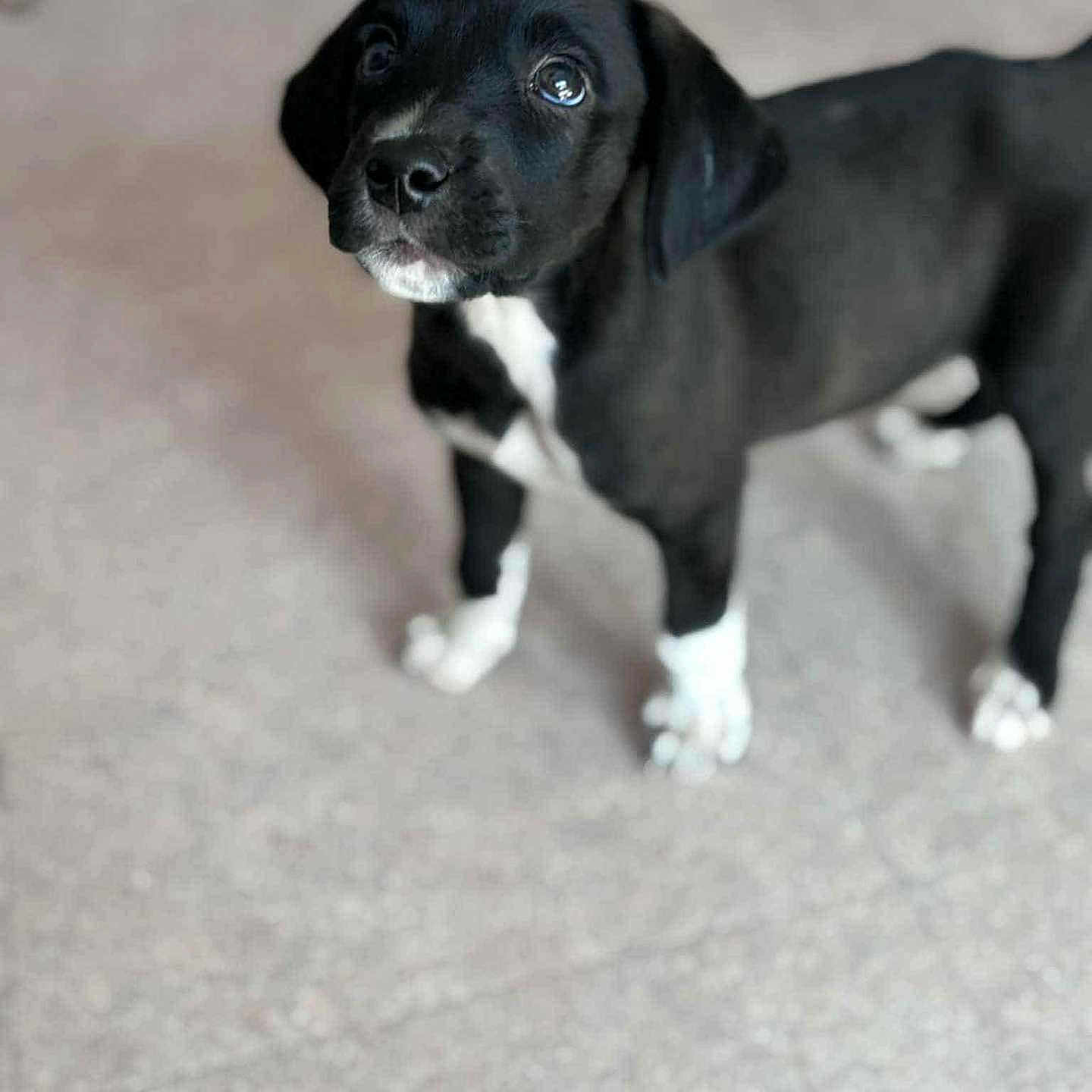 Oréo participe au concours pour gagner de l'argent avec cette photo : adorable, animal, black_dog, canine, carpet, companion, curious, cute, dog, domestic_animal, fur, indoor, looking_up, mammal, pet, puppy, standing, white_chest, white_paws, young_dog