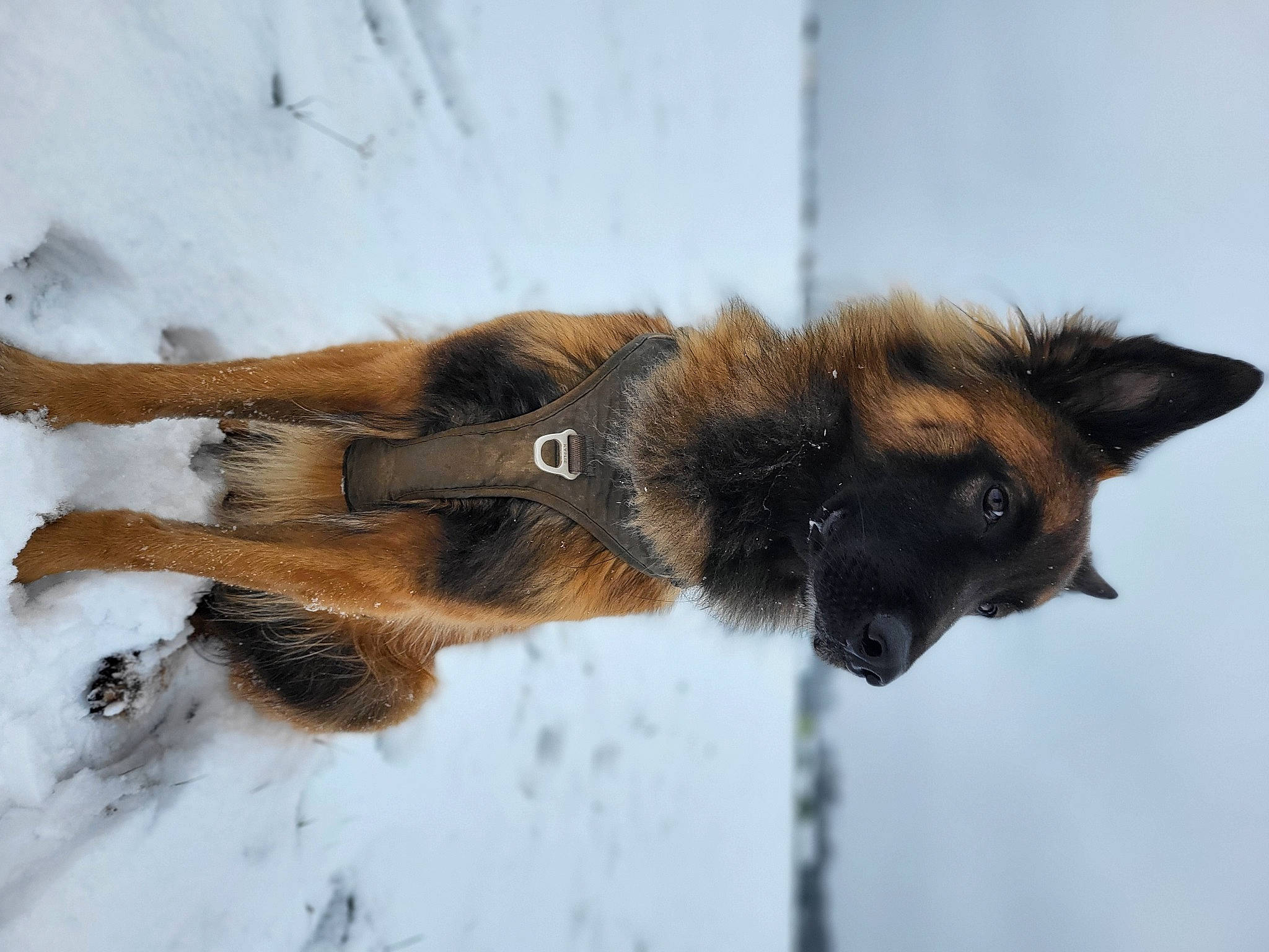 Diego participe au concours pour gagner de l'argent avec cette photo : canidae, carnivore, dog_breed, eye, fawn, fur, german_shepherd_dog, old_german_shepherd_dog, snout, snow, tail, terrestrial_animal, whiskers, wildlife, winter, working_dog