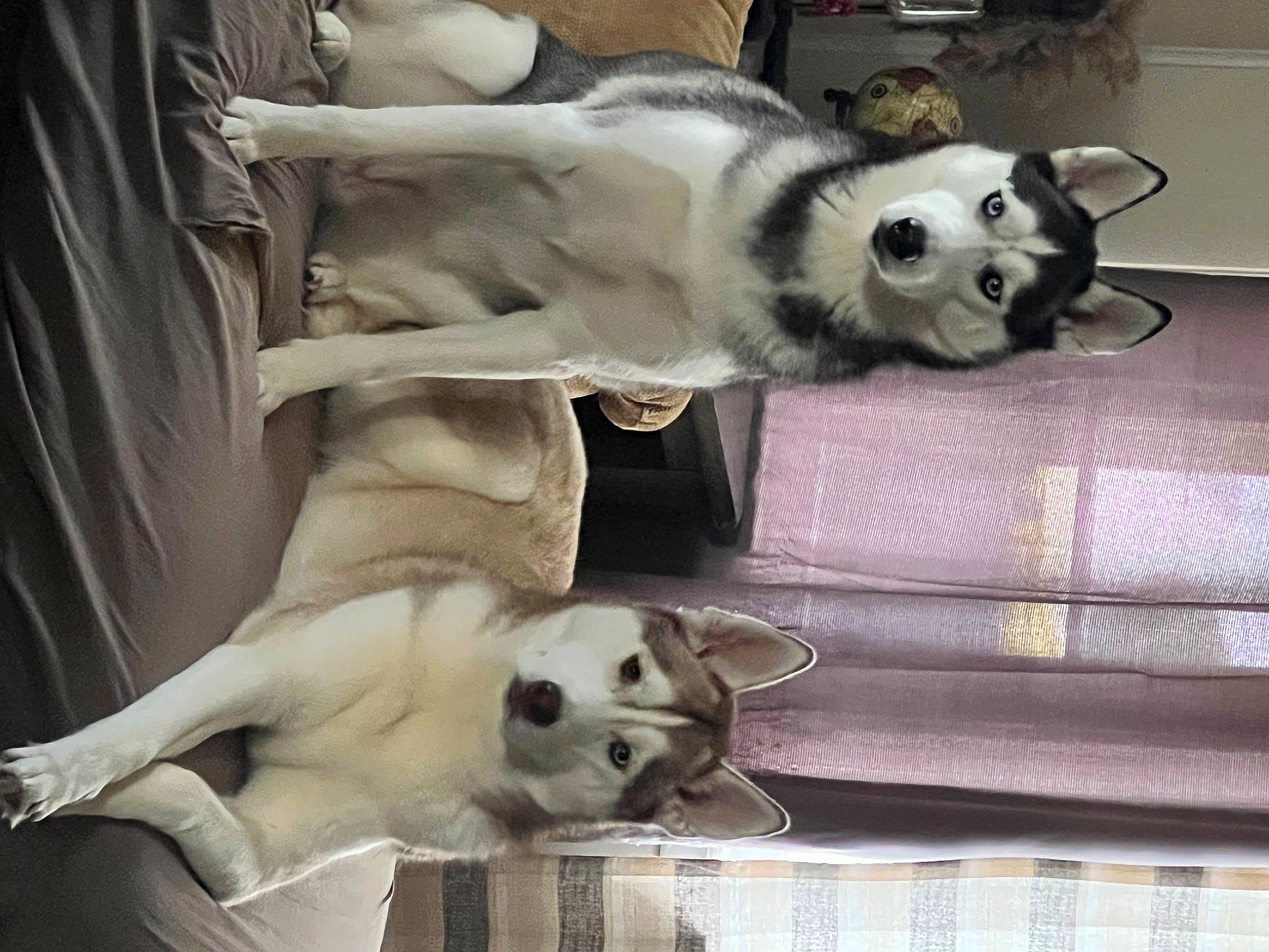 Aspen And Laika joined the competition — help win amazing prizes! canidae, carnivore, comfort, companion_dog, dog, dog_breed, dog_supply, fawn, fur, paw, pet_supply, plaid, puppy, snout, sporting_group, tail, tartan, whiskers, white, working_animal