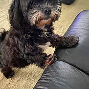 Honey is registered to the contest to win money with this photo: dog, black_dog, pet, carpet, leather_couch, indoor, fur, animal, paw, curious, small_dog, cute, companion, home, domestic_animal, furry, friendly, waiting, resting_paws, closeup