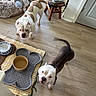 Rhona is registered to the contest to win money with this photo: animals, blanket, brown_dog, bulldogs, dog_bed, dogs, feeding_mat, food_bowls, furniture, home, indoor, kitchen, looking_at_camera, pets, portrait, standing, stool, water_bowl, white_dog, wood_floor