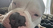 Rhona is registered to the contest to win money with this photo: animal, black_nose, blanket, closeup, dog, eyes_closed, indoors, nose, pet, pink_skin, portrait, puppy, sleeping, sleepy, snout, sunlight, whiskers, white_dog, window, wrinkles
