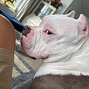 Rhona joined the competition — help win amazing prizes! animal, close_up, couch, dog, eye, floppy_ears, funny, home, human, indoors, living_room, nose, pet, portrait, relaxed, short_fur, side_eye, sleepy, snout, white_dog