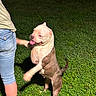 Meba joined the competition — help win amazing prizes! dog, person, grass, night, jeans, paw, playful, animal, pet, outdoor, standing, light, casual_clothing, canine, tongue_out, human_leg, interaction, nature, friendship, summer