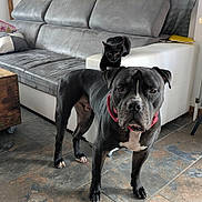 Oslo a rejoint le concours — aidez-le/la à gagner de superbes lots ! animal, black_cat, black_dog, cat, collar, companion, couch, curious, curtains, dog, domestic, furniture, home, indoor, living_room, pet, pillows, relaxed, tile_floor, window