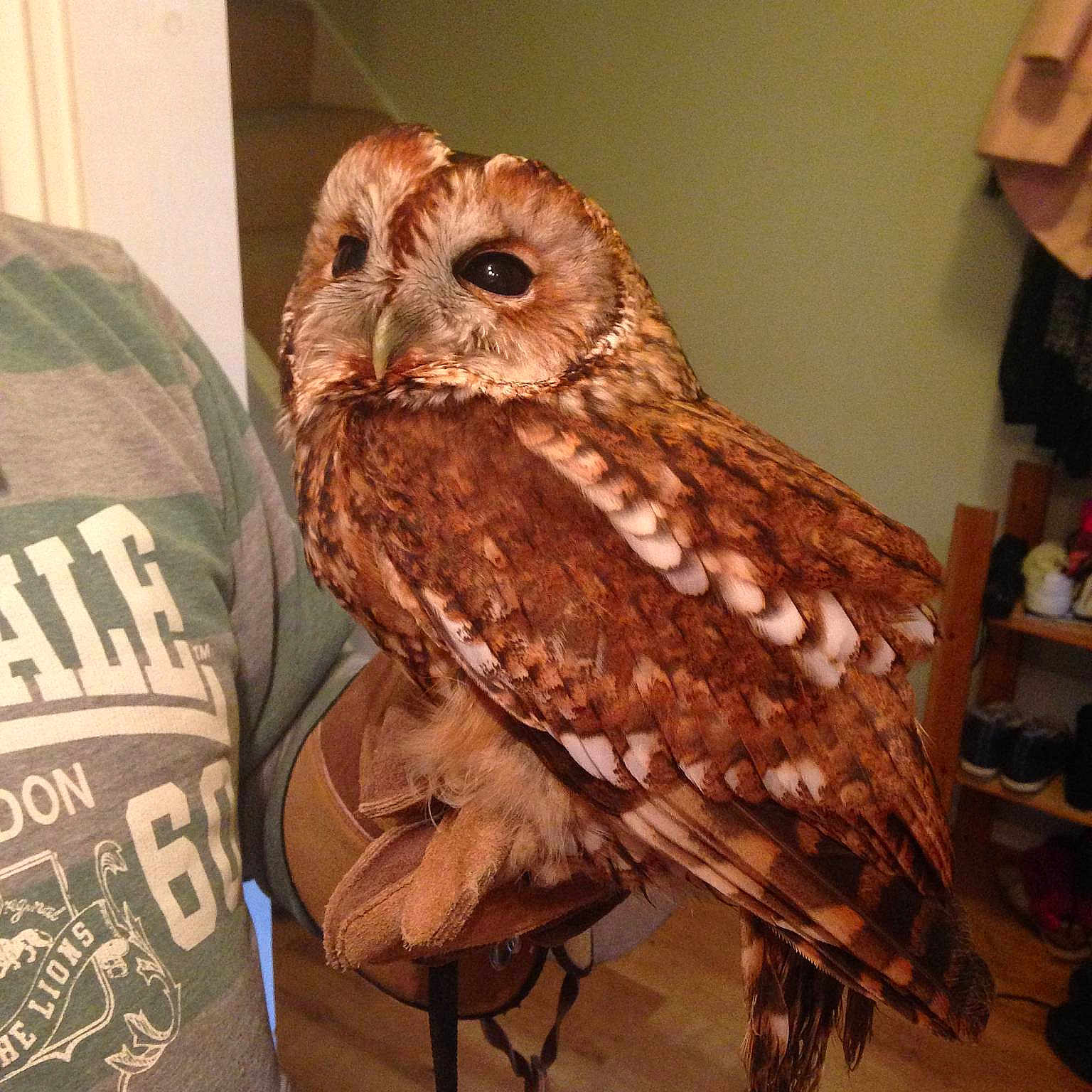 Owlvis