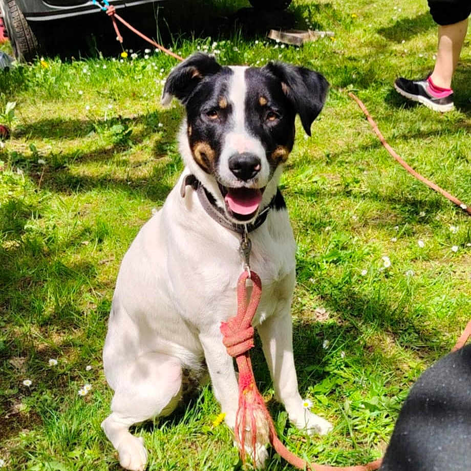 Kéya a rejoint le concours — aidez-le/la à gagner de superbes lots ! animal, black_and_white, canine, car, collar, dog, field, grass, happy, leash, nature, outdoor, person, pet, playful, rope, shoes, summer, sunny_day, toy