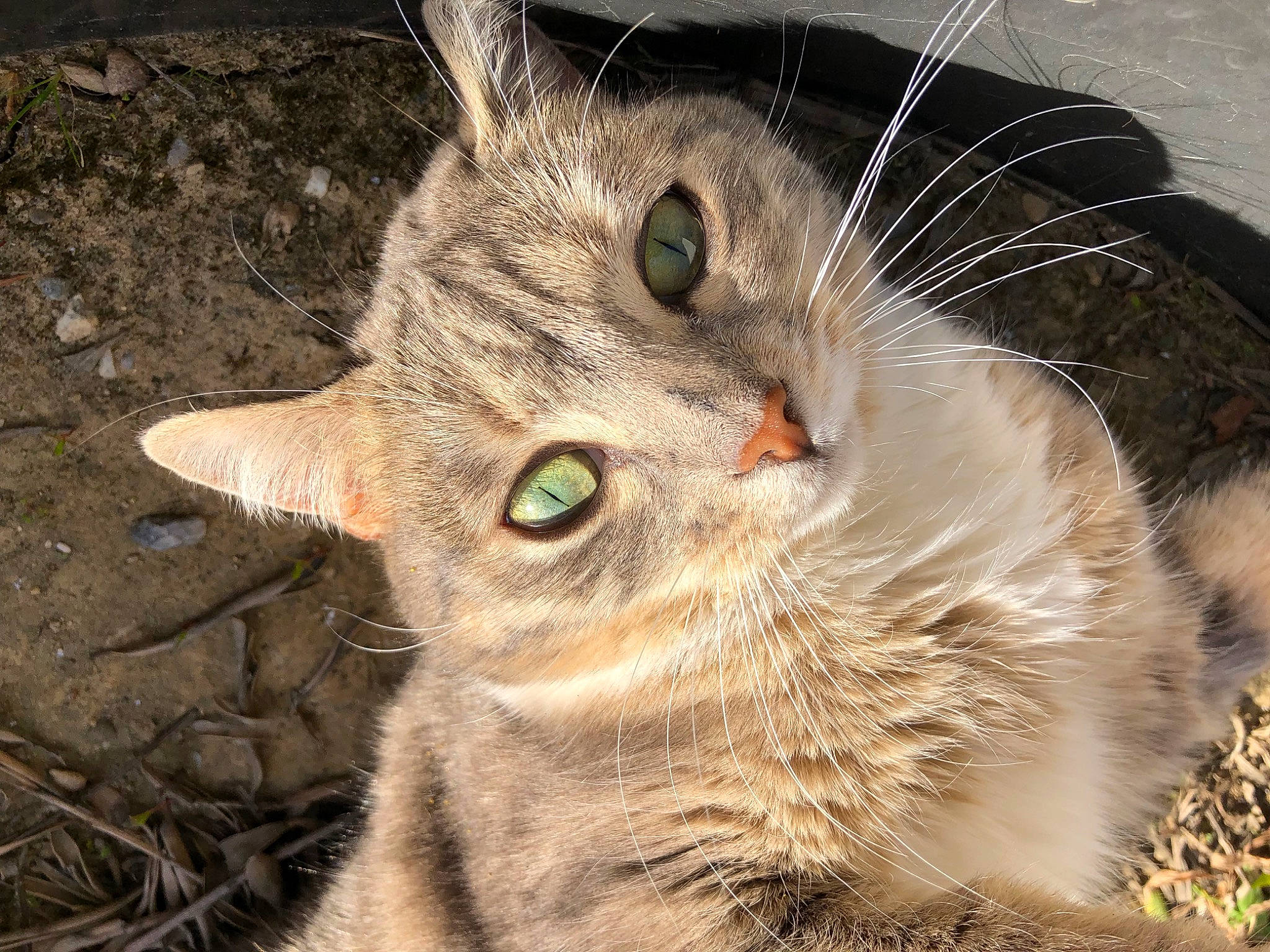 Nina participe au concours pour gagner de l'argent avec cette photo : carnivore, cat, claw, domestic_short_haired_cat, eye, fawn, felidae, fur, grass, iris, paw, small_to_medium_sized_cats, snout, tail, terrestrial_animal, tree, whiskers, wildlife, window