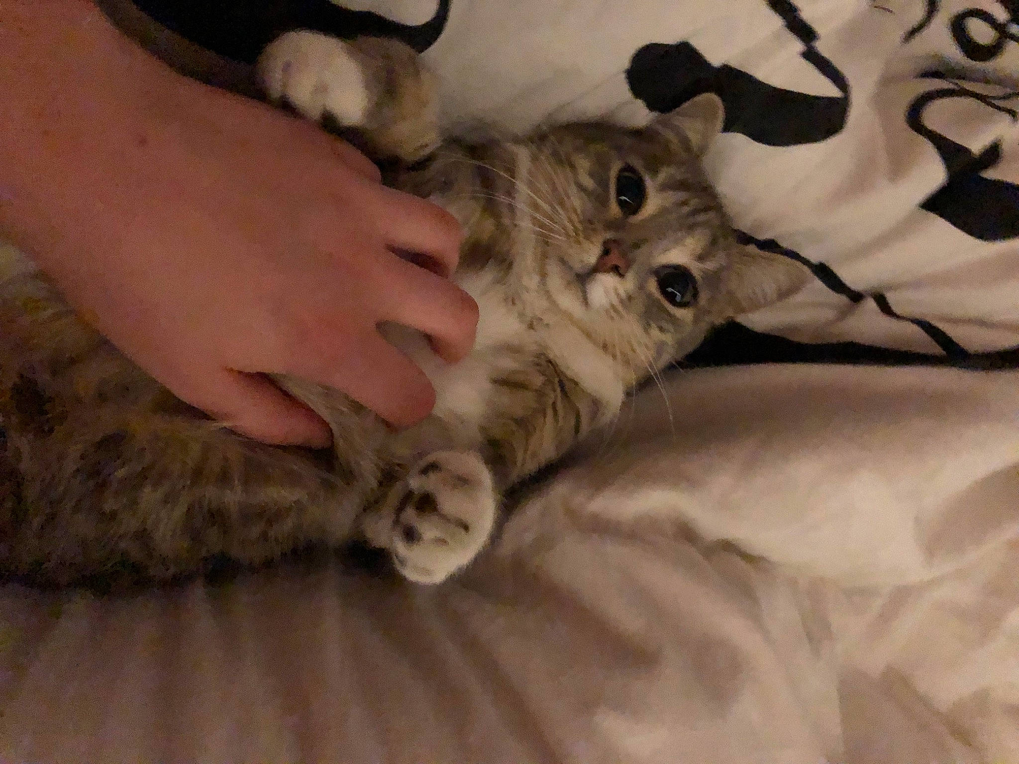 Nina participe au concours pour gagner de l'argent avec cette photo : canidae, carnivore, cat, claw, comfort, dog_breed, domestic_short_haired_cat, felidae, flooring, fur, gesture, grey, human_leg, nail, nap, paw, small_to_medium_sized_cats, snout, tail, whiskers