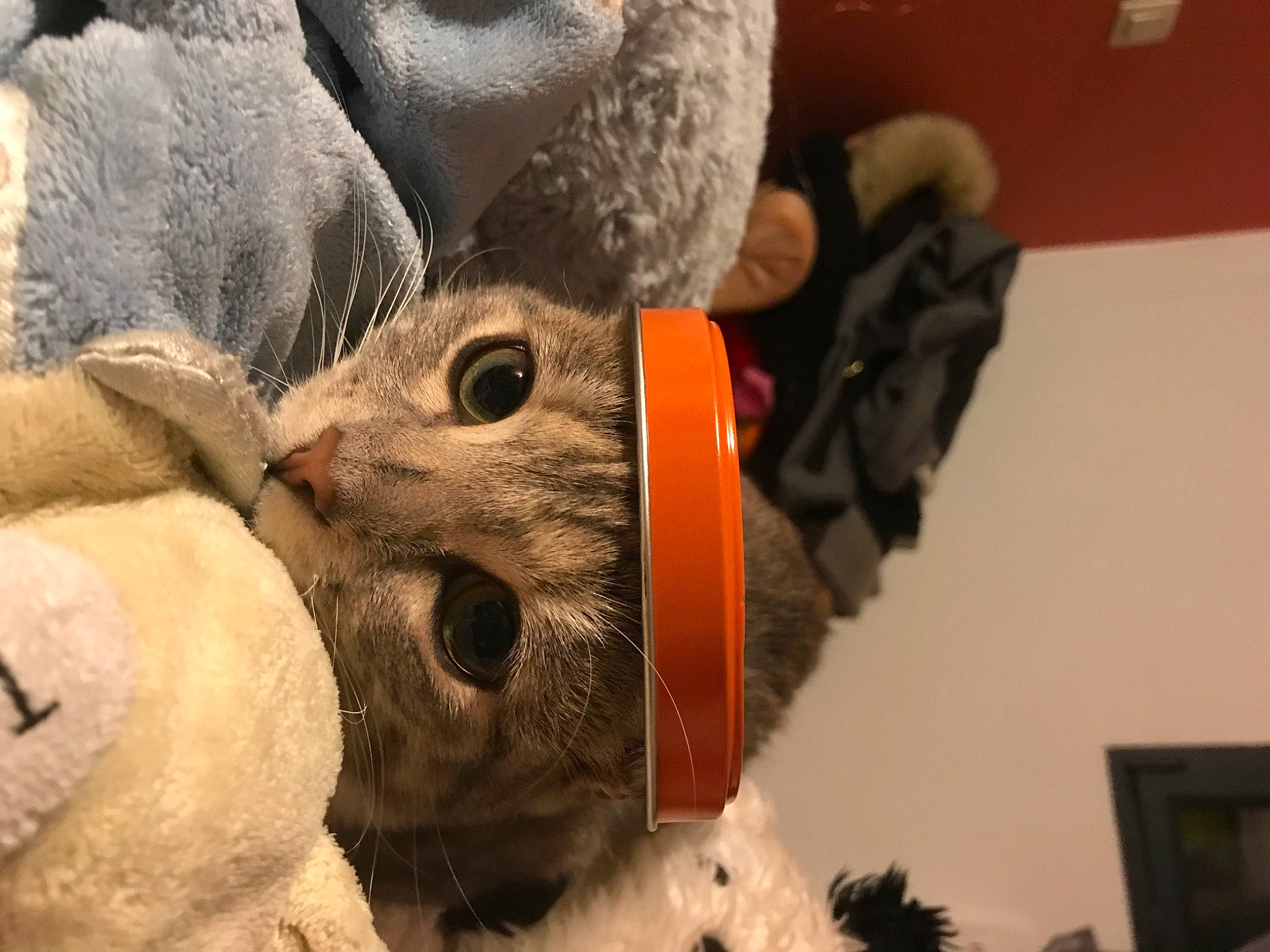 Nina a rejoint le concours — aidez-le/la à gagner de superbes lots ! art, carmine, costume_hat, event, feather, fur, hat, headgear, metal, plush, snout, stuffed_toy, toy, tradition, tree, visual_arts, whiskers, winter, wood, wool