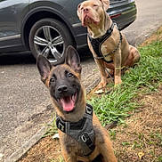 Ace Et Pikachu a rejoint le concours — aidez-le/la à gagner de superbes lots ! dog, puppy, happy, playful, sitting, outdoor, grass, pavement, car, vehicle, trunk_open, leash, harness, canine, pet, nature, roadside, two_dogs, ears_up, tongue_out
