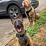 dog, puppy, happy, playful, sitting, outdoor, grass, pavement, car, vehicle, trunk_open, leash, harness, canine, pet, nature, roadside, two_dogs, ears_up, tongue_out