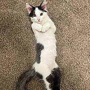 Alby is registered to the contest to win money with this photo: cat, kitten, black_and_white, lying_down, carpet, pet, cute, feline, indoor, fur, whiskers, tail, paws, playful, relaxed, young_animal, domestic_animal, animal, adorable, resting