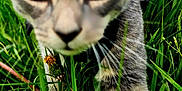 Gunnar joined the competition — help win amazing prizes! cat, grass, outdoor, animal, pet, nature, greenery, yellow_flower, close_up, walking, curious, feline, whiskers, tabby, blurred_face, plant, eye, paw, fur, wildlife