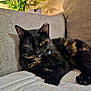 cat, tortoiseshell_cat, pet, feline, indoor, couch, sofa, blanket, plant, collar, fur, whiskers, relaxed, cozy, home, eyes, paws, shadow, texture, domestic_animal