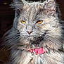 cat, gray_cat, fluffy_fur, golden_eyes, pink_collar, pet, close_up, portrait, sunlight, feline, whiskers, domestic_cat, animal, cute, fur, indoor, serene, soft_light, charm, pet_accessory