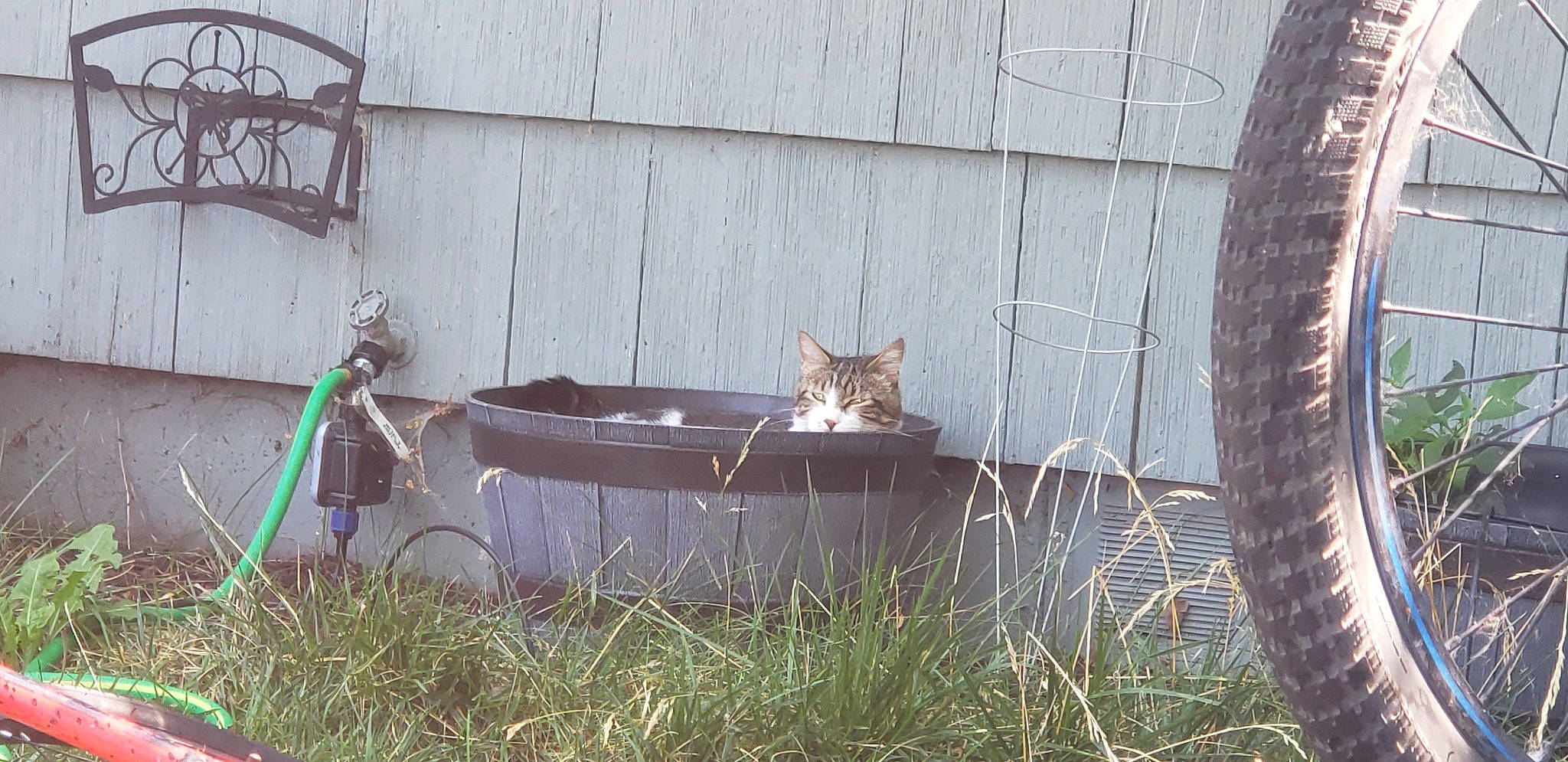 Bucky joined the competition — help win amazing prizes! automotive_tire, carnivore, cat, domestic_short_haired_cat, fawn, felidae, fender, grass, grey, lawn, plant, small_to_medium_sized_cats, synthetic_rubber, tail, tire, tire_care, tread, wheel, whiskers, wood