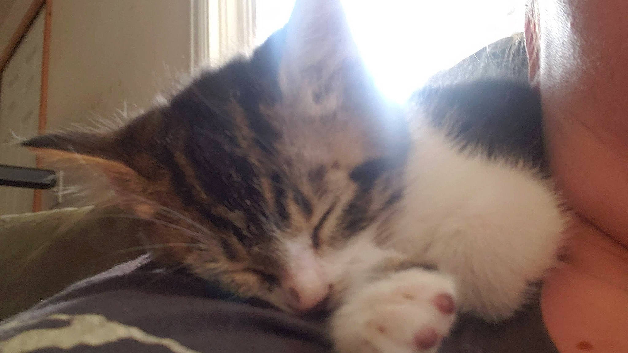 Bucky is registered to the contest to win money with this photo: carnivore, cat, claw, comfort, domestic_short_haired_cat, felidae, fur, nap, paw, sleep, small_to_medium_sized_cats, snout, tail, whiskers