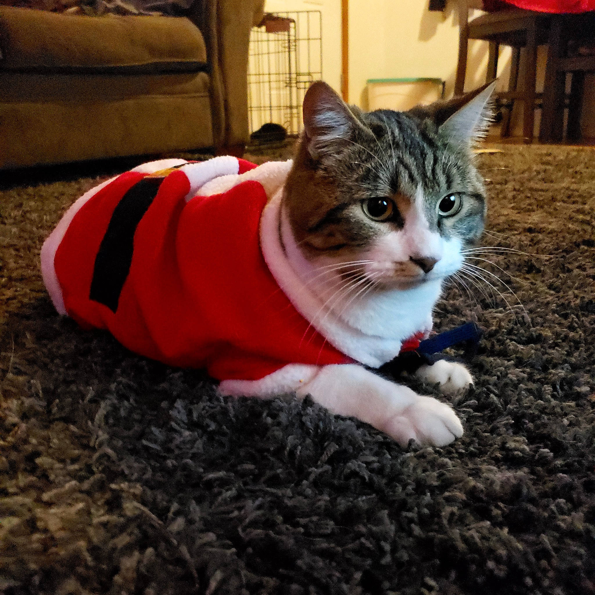 Bucky joined the competition — help win amazing prizes! carmine, carnivore, cat, comfort, domestic_short_haired_cat, eye, felidae, flooring, foot, fur, grass, human_leg, paw, sitting, small_to_medium_sized_cats, snout, studio_couch, tail, whiskers, wood