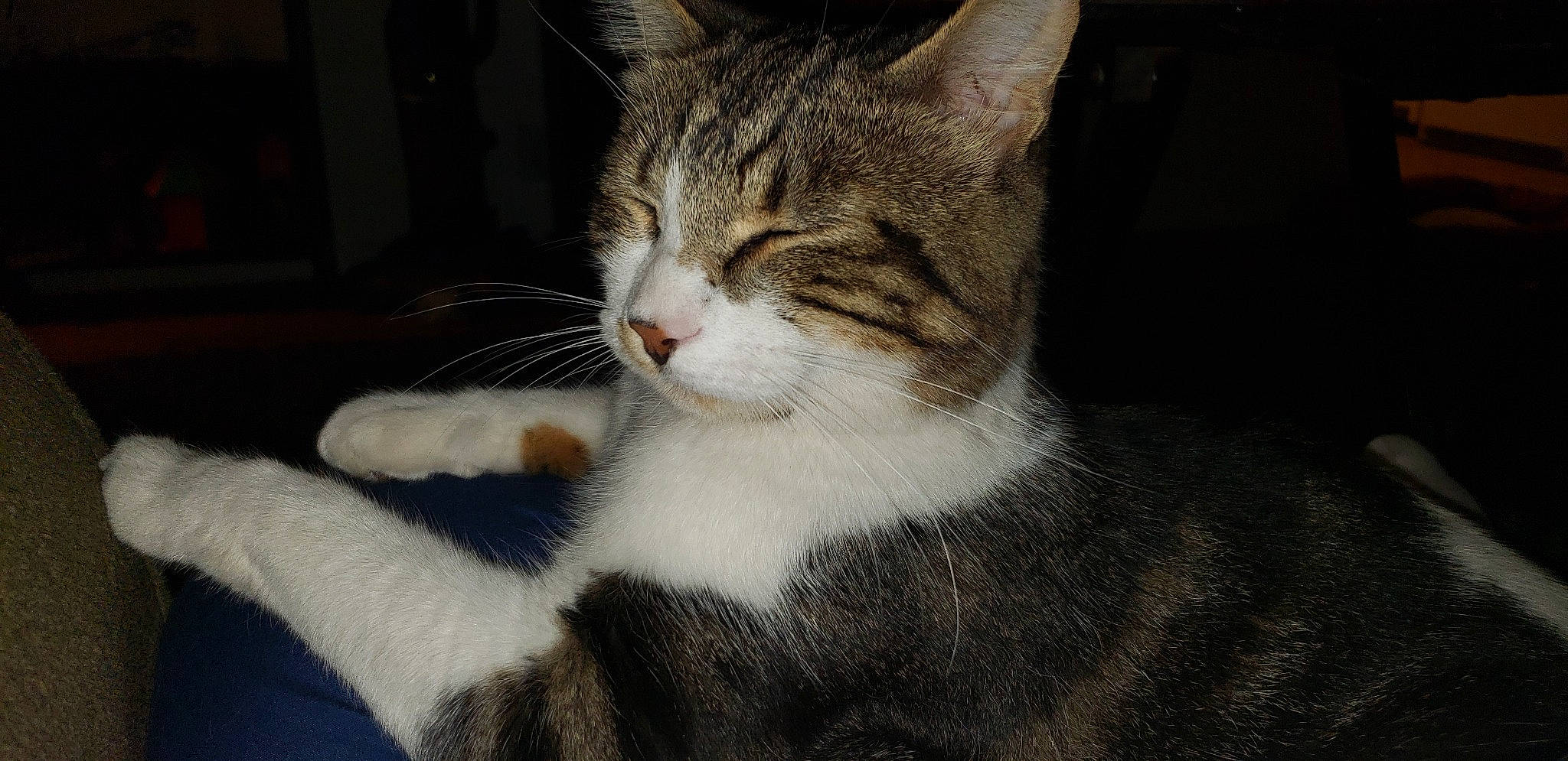 Bucky joined the competition — help win amazing prizes! carnivore, cat, claw, domestic_short_haired_cat, felidae, fur, paw, small_to_medium_sized_cats, snout, tail, terrestrial_animal, tree, whiskers