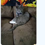 Toby is registered to the contest to win money with this photo: cat, gray_cat, white_paws, blue_collar, couch, brown_couch, indoor, pet, feline, animal, resting, looking_at_camera, curious, blanket, colorful_blanket, furniture, domestic, cozy, living_room, closeup