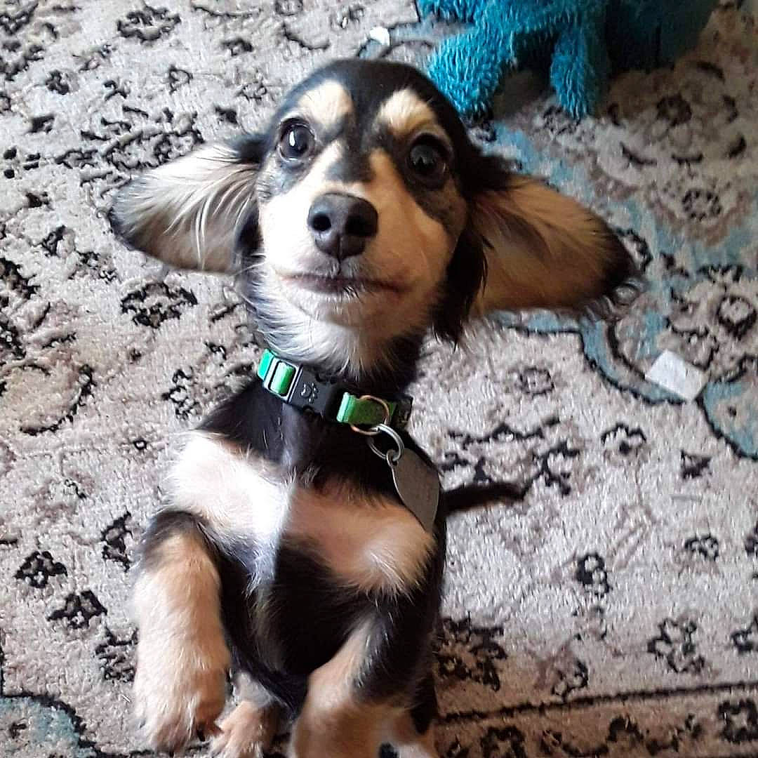 Boo Boo joined the competition — help win amazing prizes! ancient_dog_breeds, carnivore, companion_dog, dog, dog_breed, dog_collar, dog_supply, fur, happy, leash, paw, puppy_love, scent_hound, scotch_collie, shetland_sheepdog, spaniel, toy_dog, whiskers, working_animal, working_dog