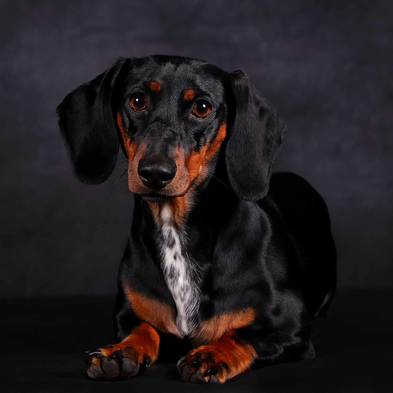 Victoria participe au concours pour gagner de l'argent avec cette photo : animal, appenzeller, beagle, canine, cockerspaniel, dog, hound, pet, pointer, puppy, snout